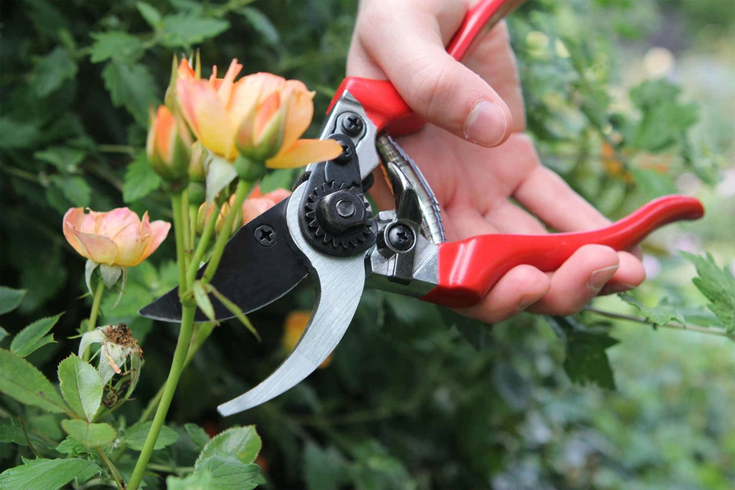 Darlac Professional Pruner - Image 2